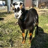 Mini-lamancha Goats - Sunspring Ranch, Goats For Sale Utah, Lamancha 